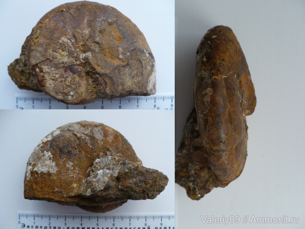 аммониты, Ammonites, Phylloceratina