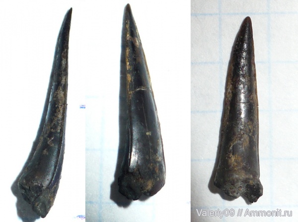 юра, рыбы, Sphenodus, зубы акул, Jurassic, fish, shark teeth