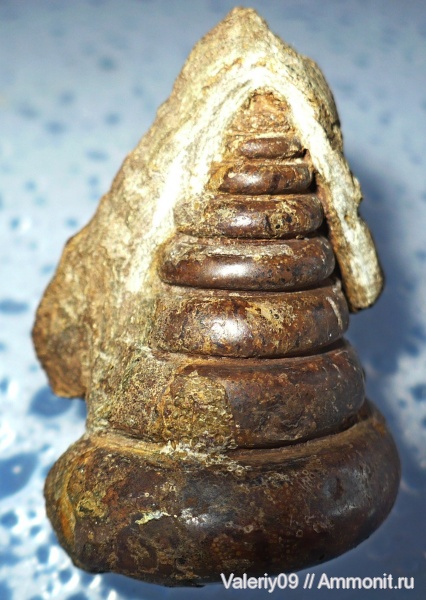 гастроподы, брюхоногие моллюски