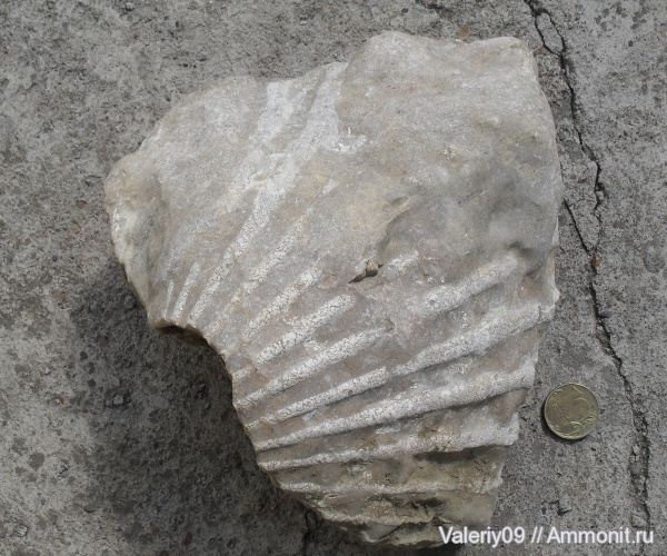 юра, двустворчатые моллюски, КЧР, Jurassic