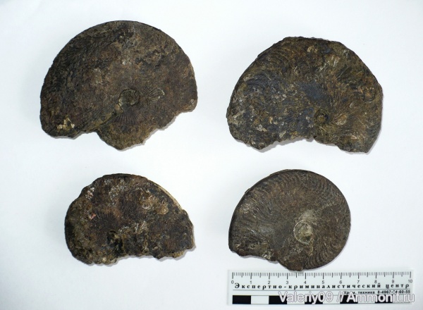 аммониты, юра, тоар, Ammonites, Toarcian, Jurassic