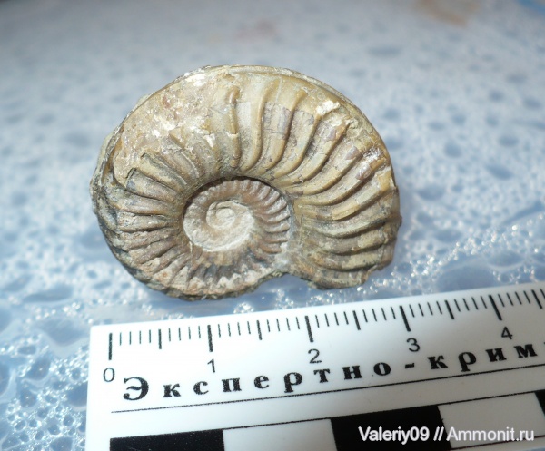 аммониты, юра, тоар, Ammonites, Toarcian, Jurassic