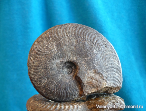 аммониты, юра, тоар, Ammonites, Osperleioceras, Toarcian, Jurassic