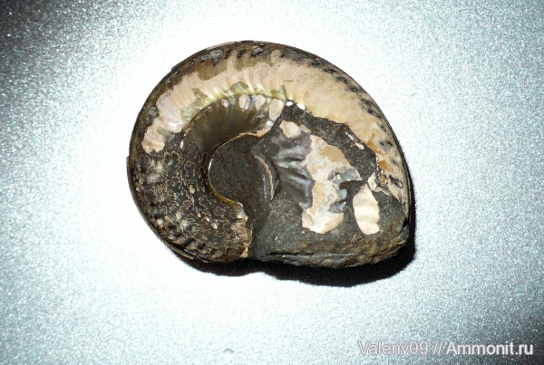 аммониты, Ammonites