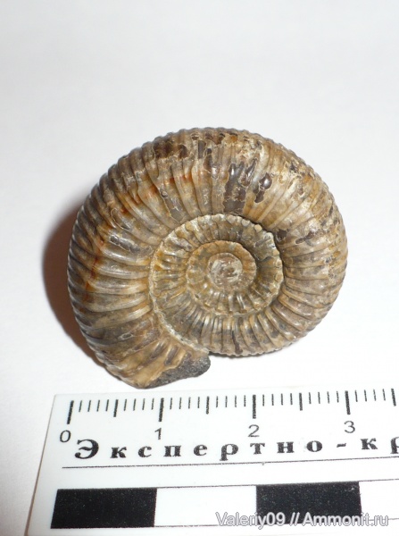 аммониты, Dactylioceras, Ammonites