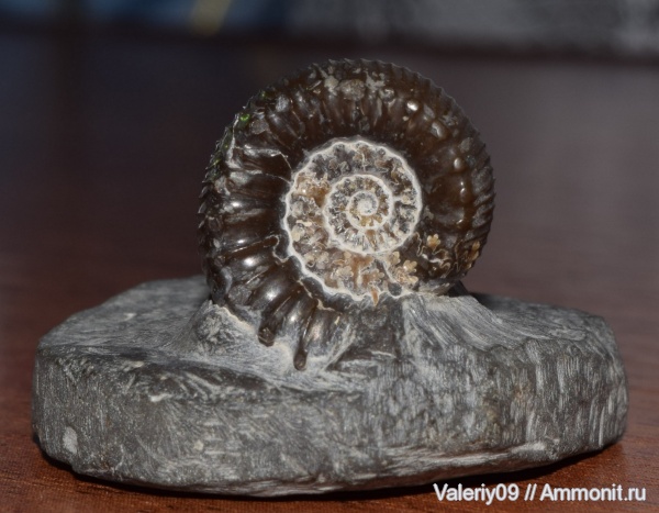 аммониты, юра, Ammonites, Peronoceras, КЧР, Jurassic