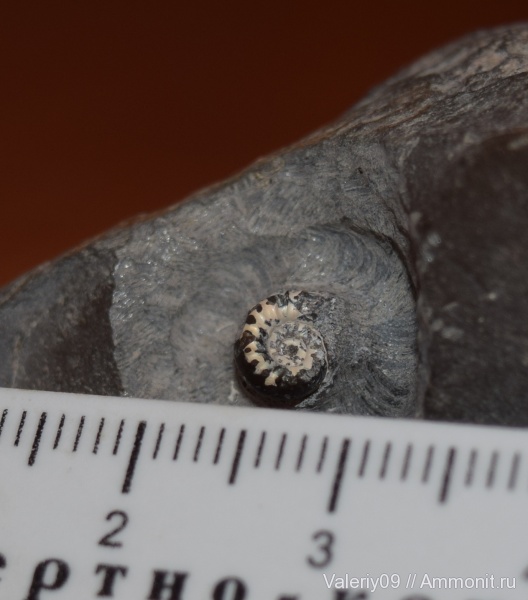 аммониты, юра, тоар, Ammonites, Peronoceras, Toarcian, Jurassic