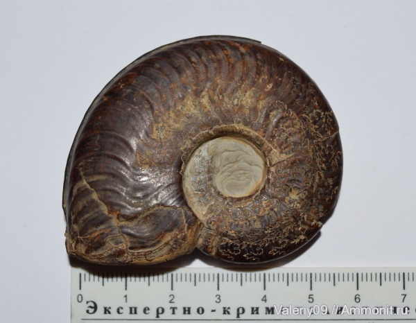 юра, тоар, Toarcian, Jurassic