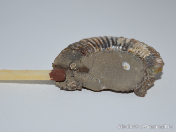 юра, тоар, Peronoceras, КЧР, Toarcian, Jurassic