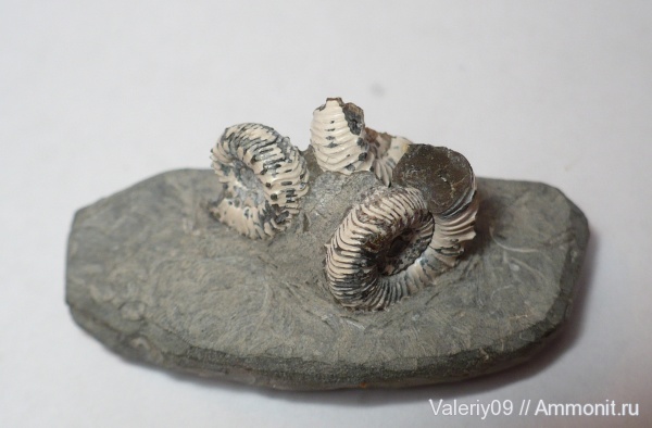 тоар, Peronoceras, КЧР, Toarcian