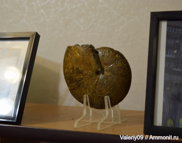 юра, Calliphylloceras, Jurassic