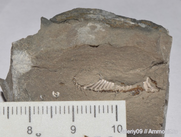 аммониты, юра, тоар, Ammonites, Toarcian, Jurassic