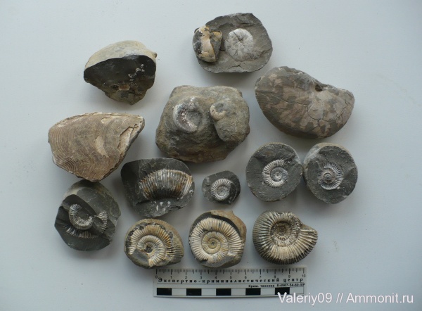 Calliphylloceras, Dactylioceras