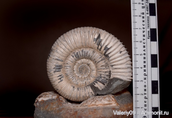 юра, тоар, Dactylioceras, Toarcian, Jurassic