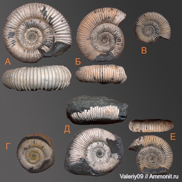 юра, тоар, Dactylioceras, Toarcian, Jurassic