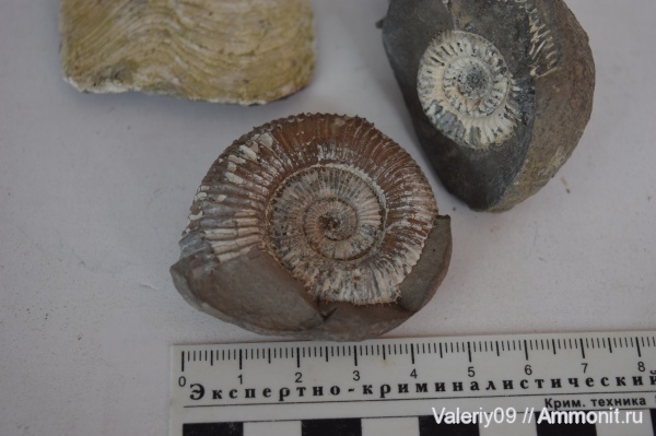 Dactylioceras, Peronoceras