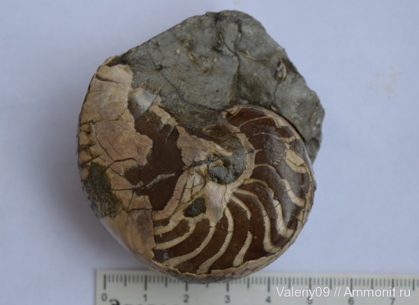 Nautilida, Nautilidae