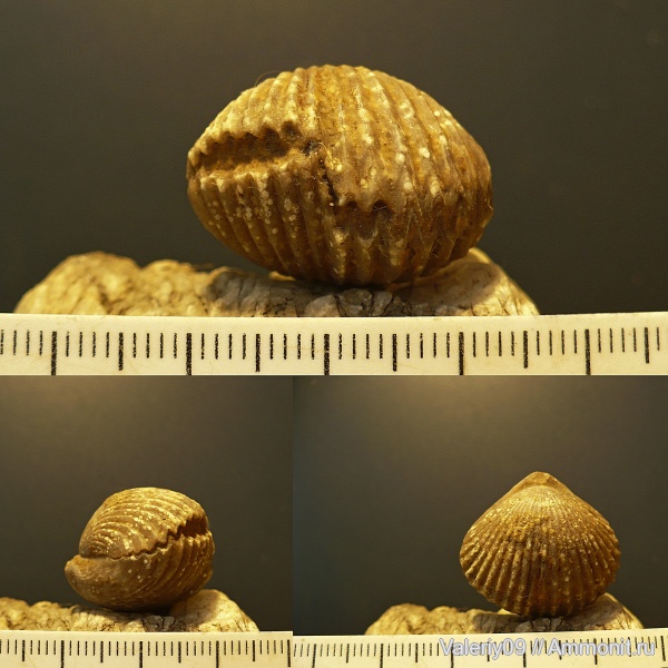 Commissural asymmetry, Asymmetry in brachiopods, Редукция лофофора
