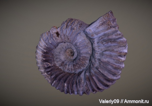 3D-изображения, Cheloniceras