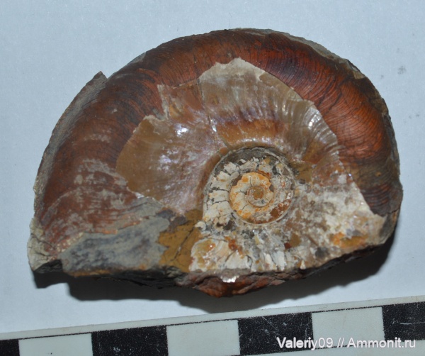 Leioceras