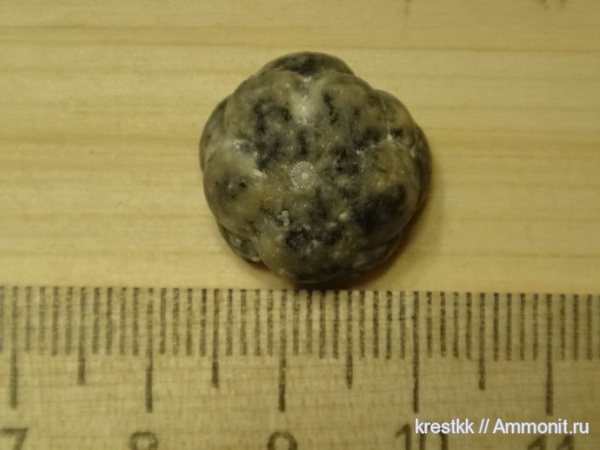 морские лилии, карбон, Mooreocrinus, Cromyocrinidae