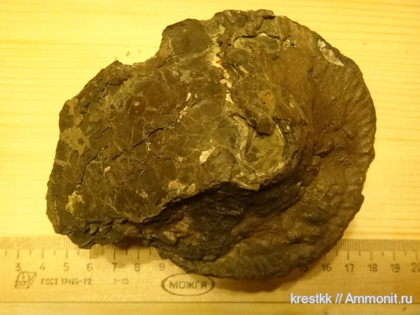 юрский период, Chamoussetia, Chamoussetia chamousseti, Jurassic