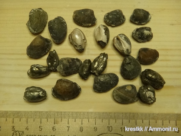 двустворки