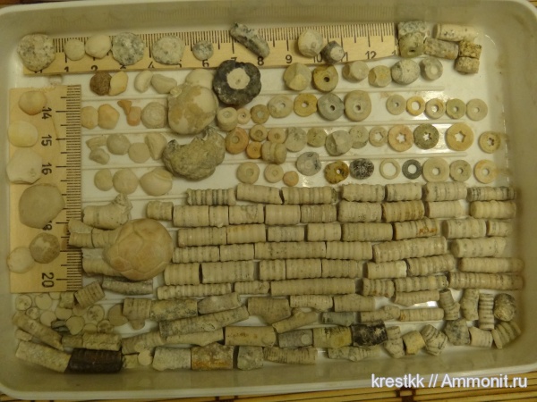 морские лилии, карбон