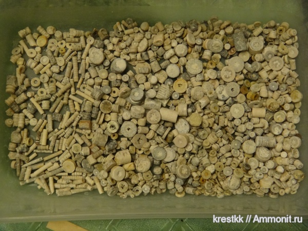 морские лилии, карбон