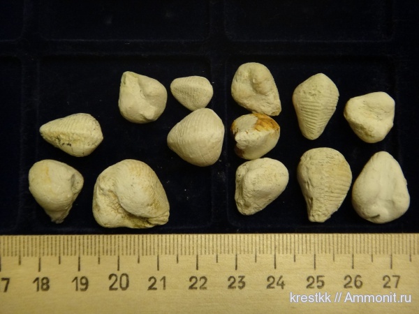 карбон, Conocardium, ростроконхи, Акатьевский карьер