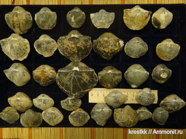 брахиоподы, карбон, Choristites, Московская область, Spiriferida, Акатьевский карьер