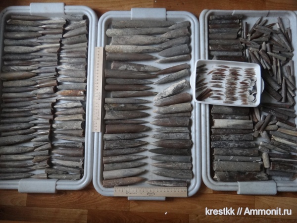 белемниты, Рязанская область, belemnites