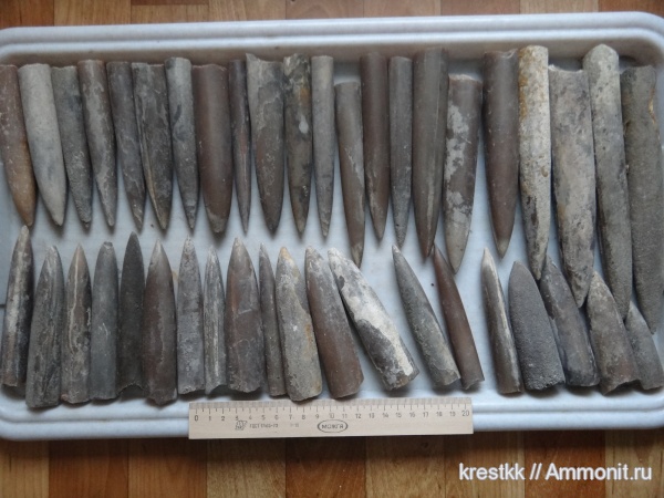 белемниты, Михайлов, Рязанская область, belemnites