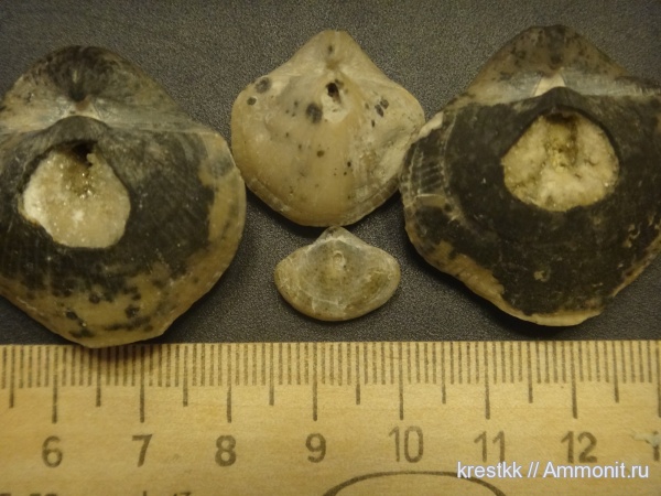 брахиоподы, карбон, Акатьевский карьер