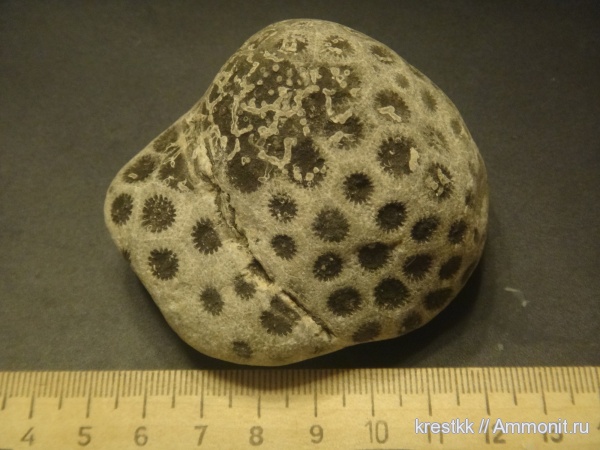 кораллы, колониальные кораллы, Rugosa