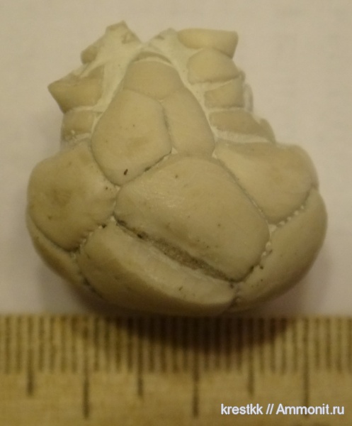 морские лилии, криноидеи, Акатьевский карьер