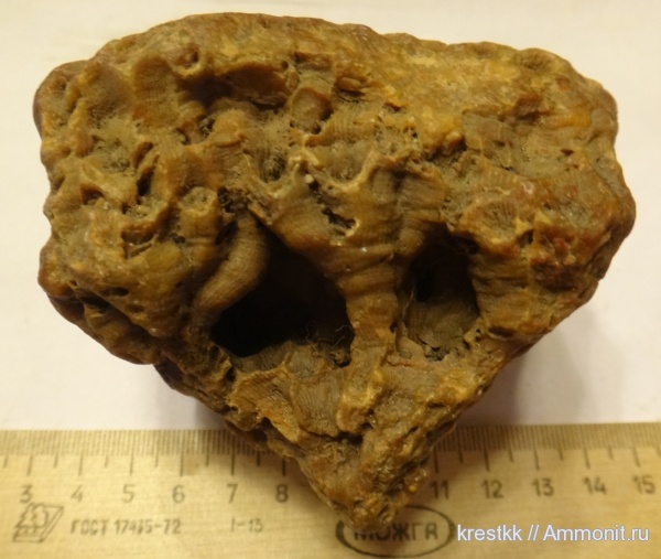 силур, девон, Devonian, Silurian, колониальные кораллы, Rugosa