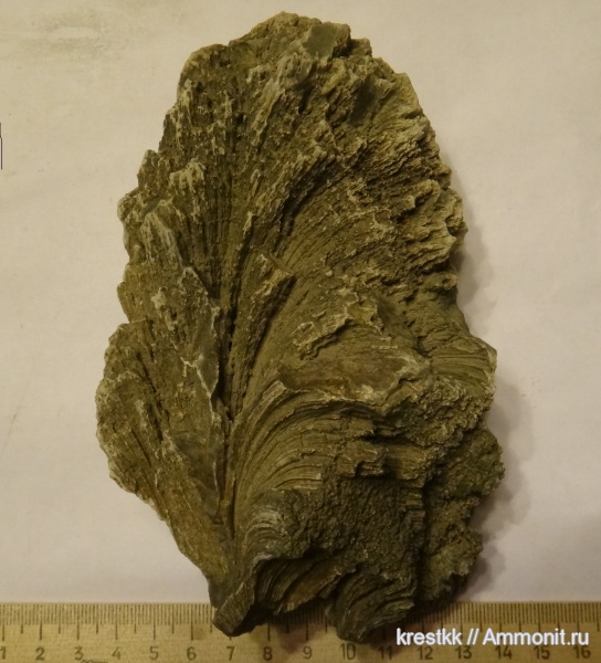 губки, Chaetetes