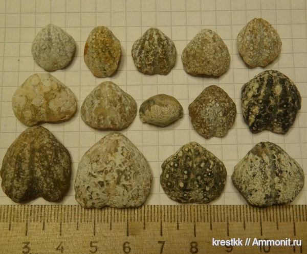 брахиоподы, Spiriferida, Spiriferellinae, Spiriferellidae, Arcullina