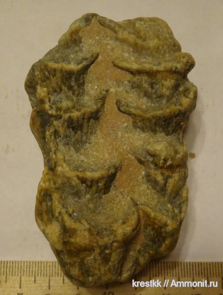 кораллы, Rugosa