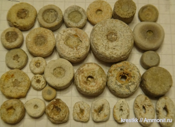 морские лилии, криноидеи