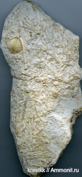 иглокожие, юра, Акатьевский карьер, Jurassic