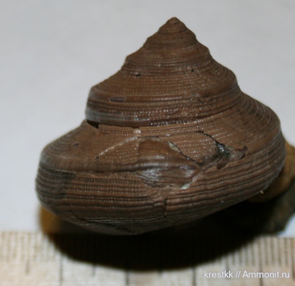 Bathrotomaria, прижизненные повреждения