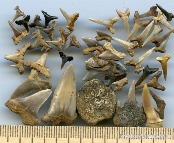 зубы акул, shark teeth