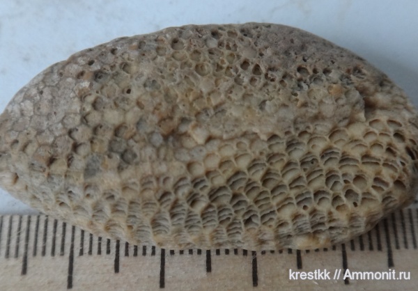 девон, кораллы, Devonian, Tabulata, Favosites