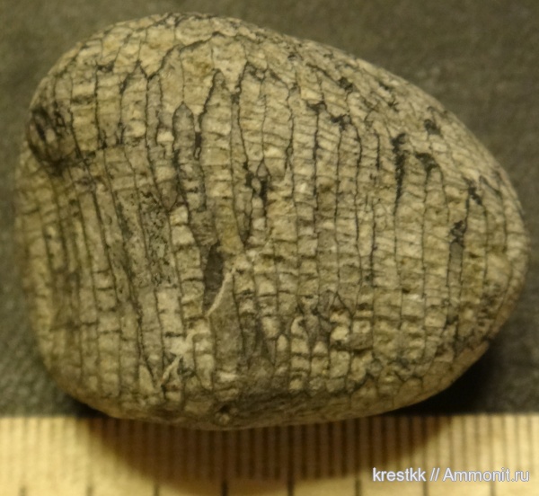 девон, кораллы, Devonian, Tabulata