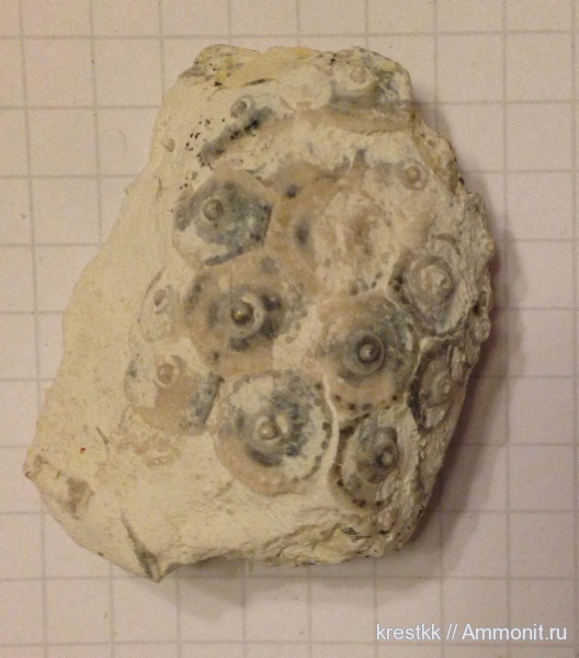 иглокожие, карбон, Archaeocidaris