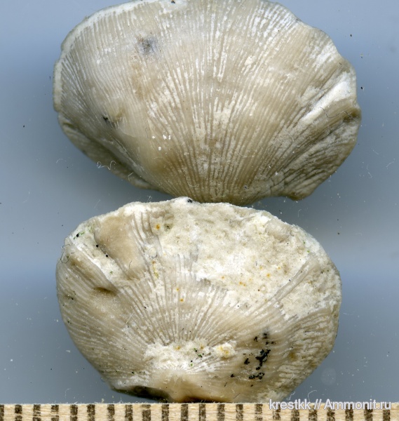 брахиоподы, карбон