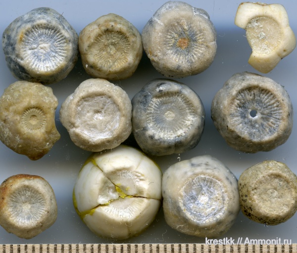 морские лилии, карбон, криноидеи