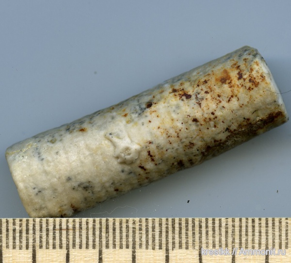 морские лилии, криноидеи, прижизненные повреждения, holdfast